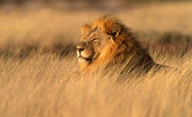 Löwe, Etosha Nationalpark in Namibia